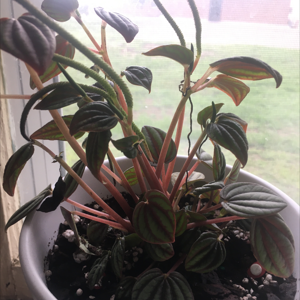 Peperomia Caperata plant photo by @AmandaS1021 named Fernie Saunders on Greg, the plant care app.