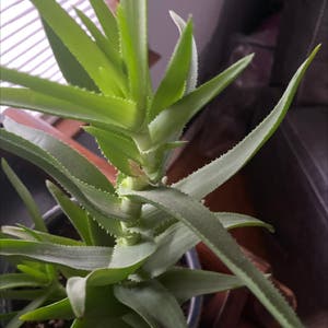 Climbing Aloe plant photo by @jayelldubb named Annoying on Greg, the plant care app.