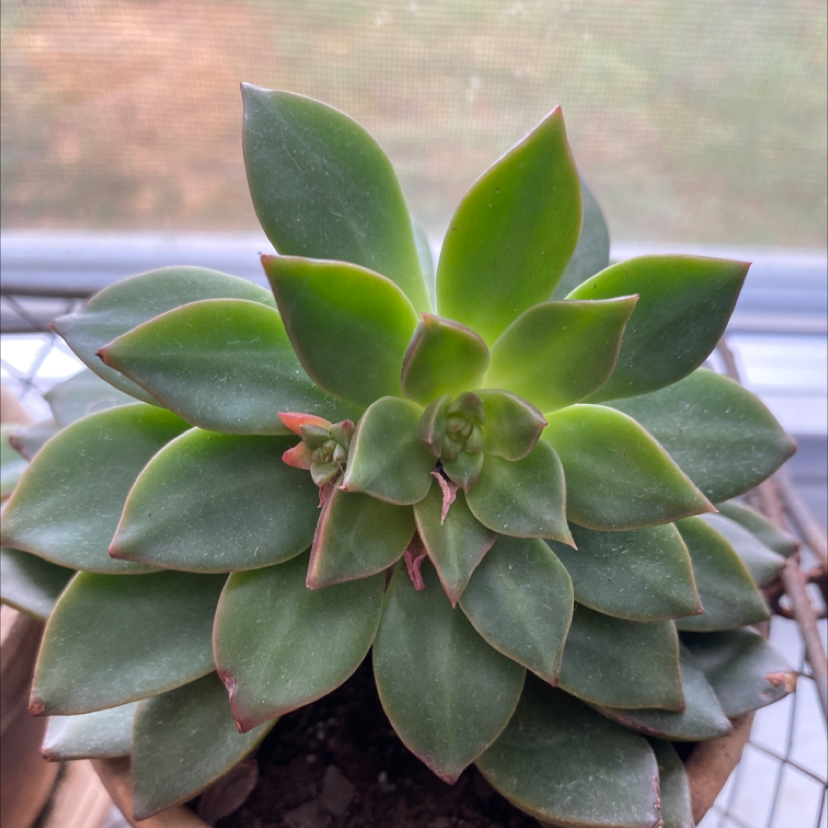 Lipstick Echeveria plant photo by @jayelldubb named Cute 2 on Greg, the plant care app.