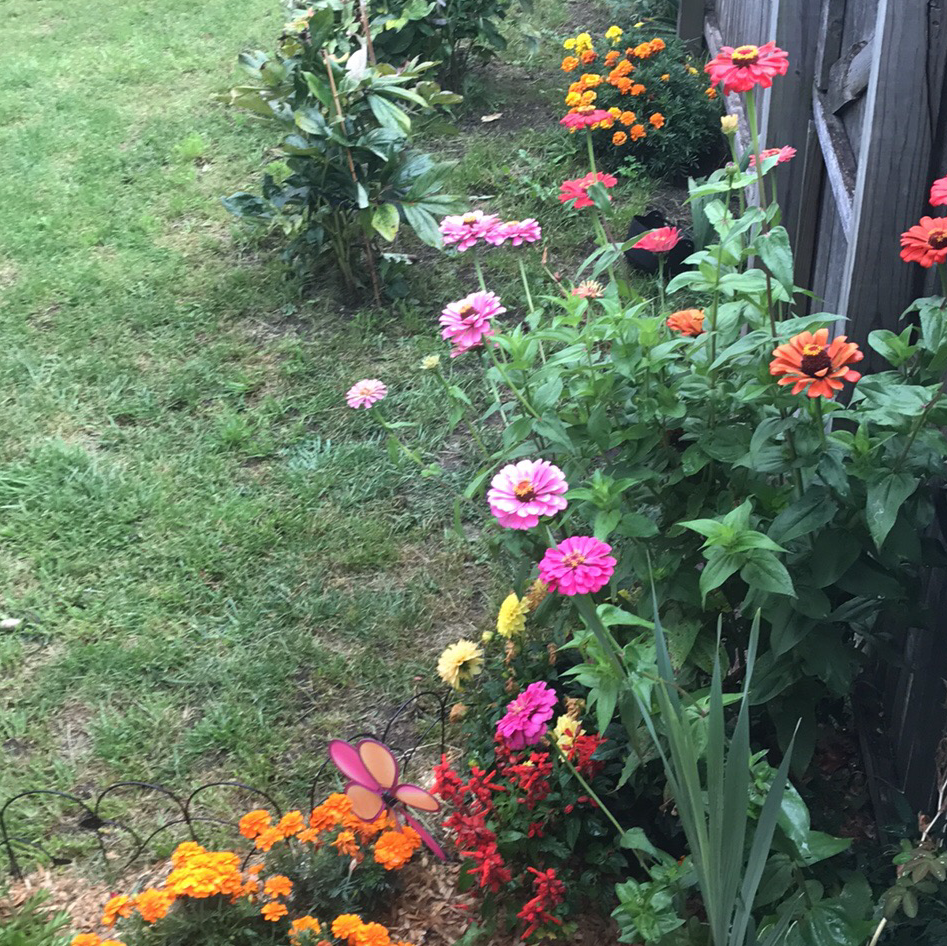 Garden with multiple flowering plants, including Common Zinnia, in various colors.