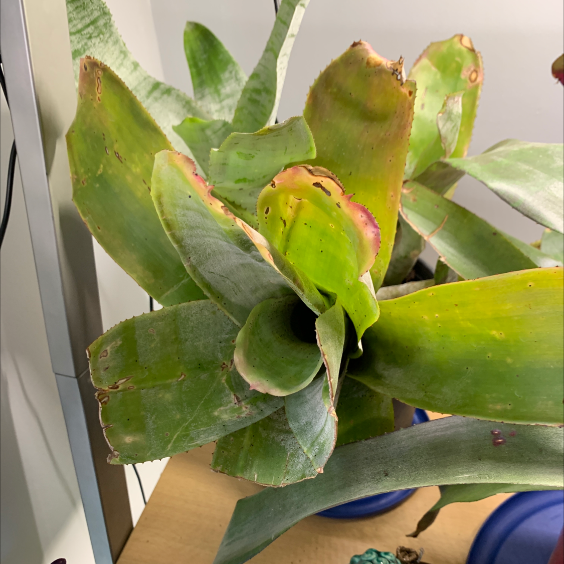 Urn Plant with some browning on the leaves, placed indoors in a pot.