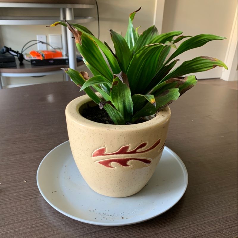 Healthy green Cornstalk Dracaena plant in a ceramic pot with red brush strokes. The plant is well-framed and in focus.