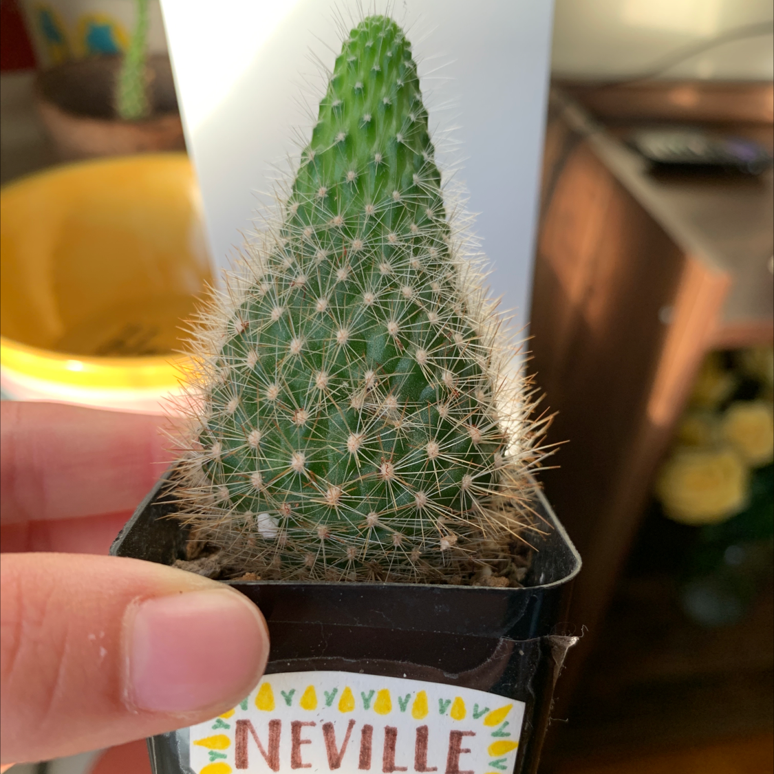 Healthy small potted cactus with green spines being held up, pot has colorful label that says 'Neville'.