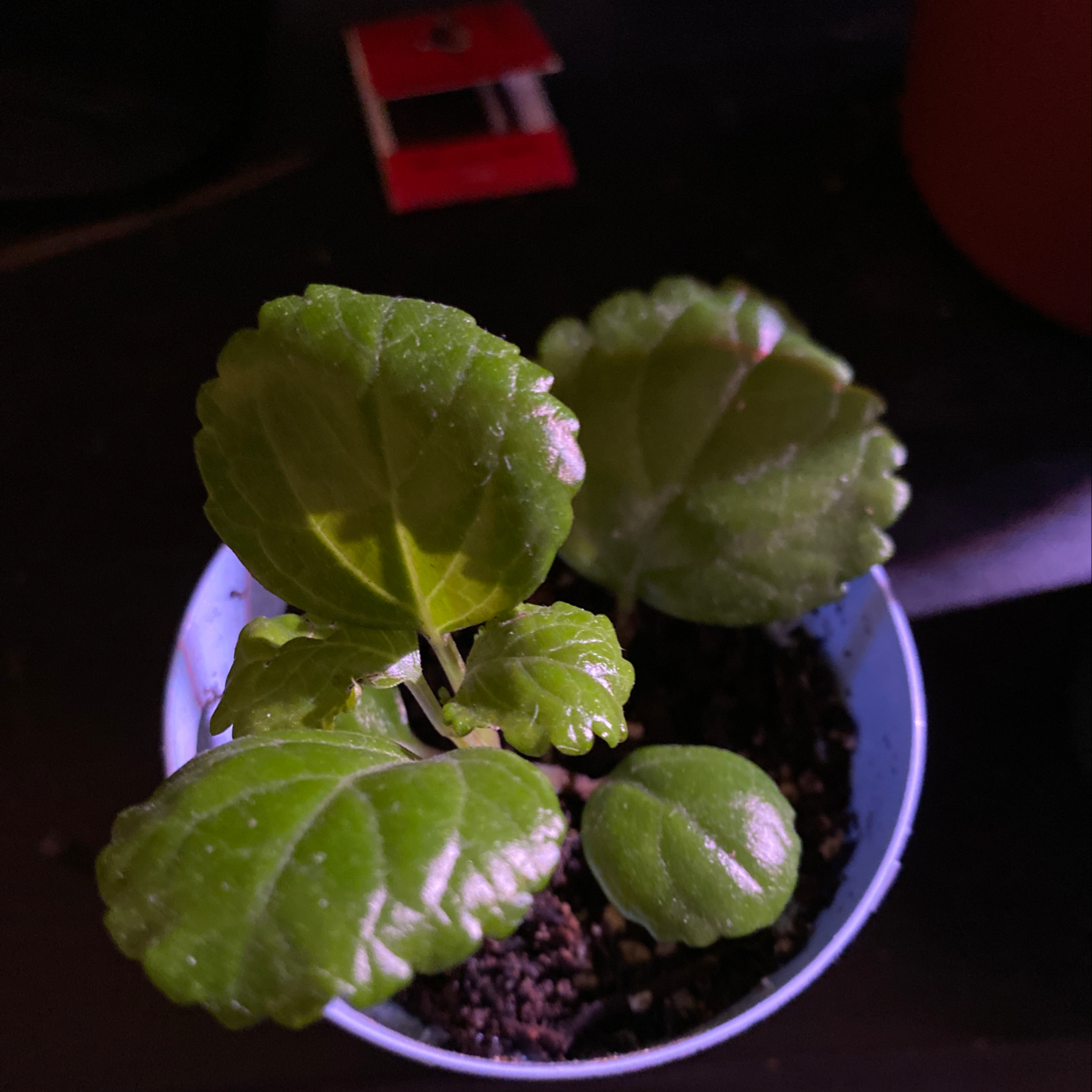 Swedish Ivy plant with glossy green leaves in a pot, appearing healthy.