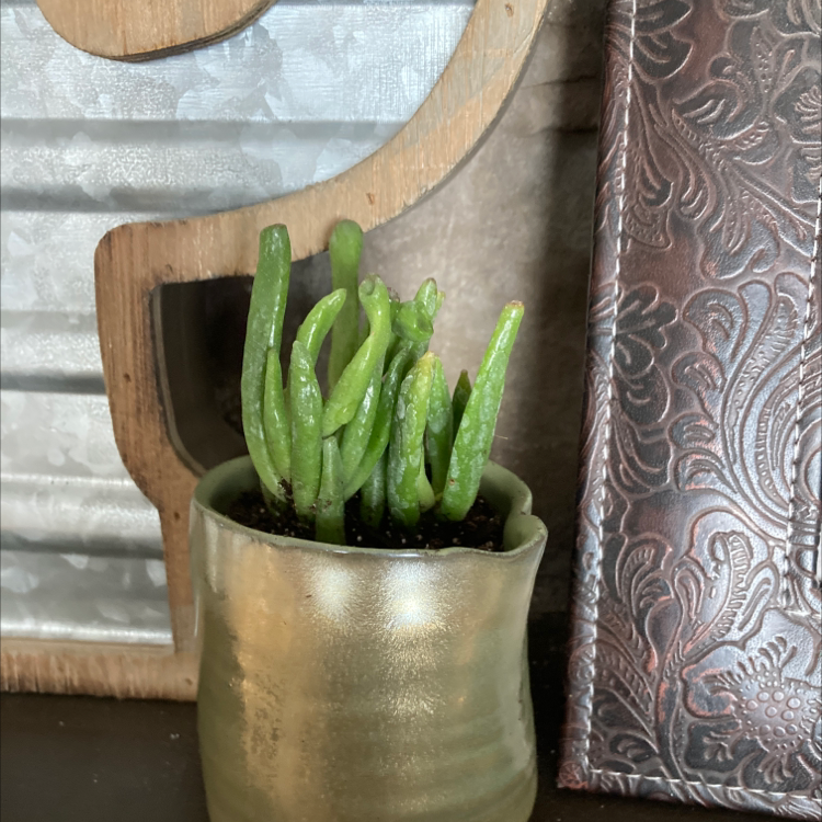 A healthy Dancing Bones plant in a small pot with decorative background elements.