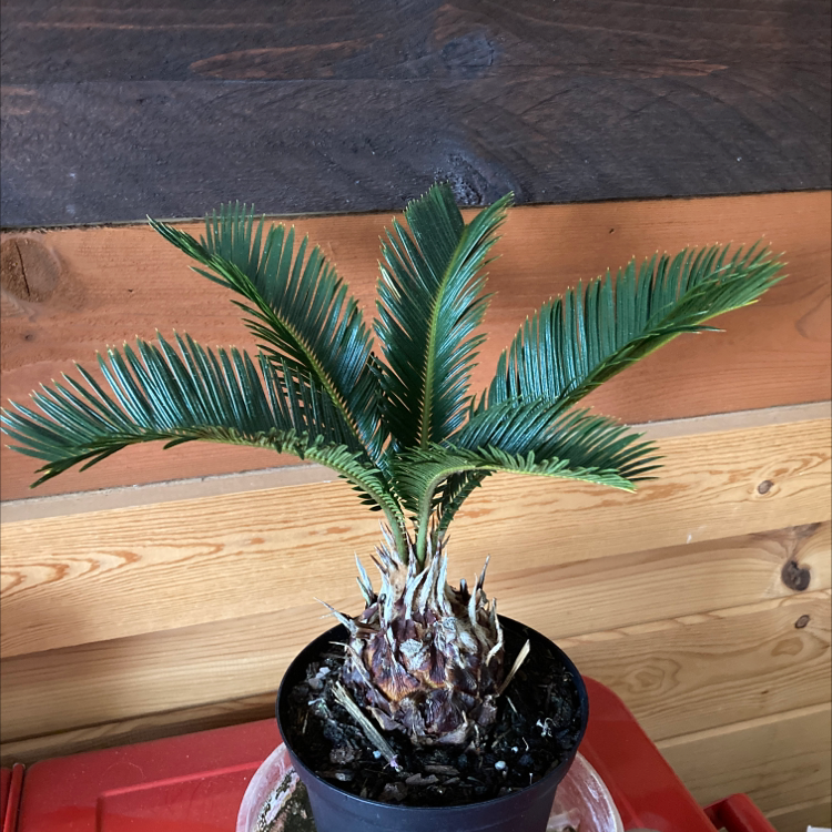 Sago Palm plant in a pot with green fronds, visible soil, and no signs of disease.