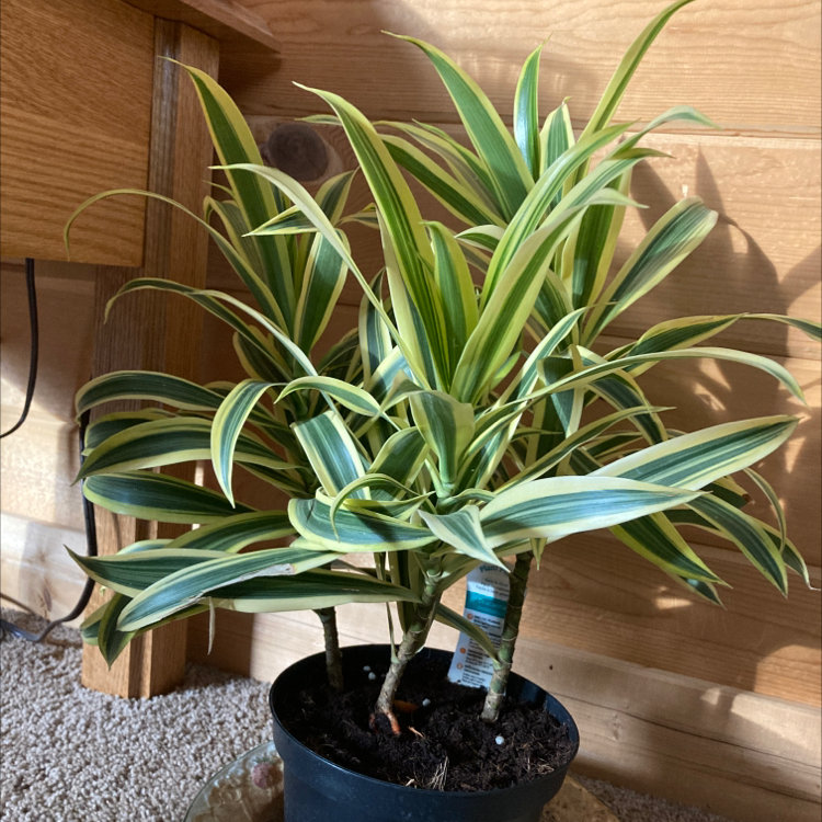 A healthy Song of India plant with green and white striped leaves in a black plastic pot on a grey rug.