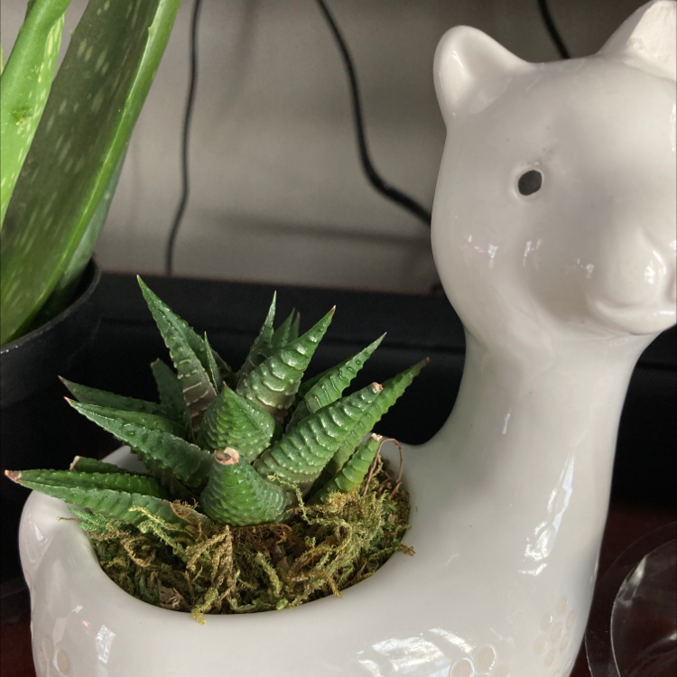 Close-up of a Haworthiopsis limifolia succulent in a llama-shaped pot, showcasing its pointed leaves with slight browning at the tips.