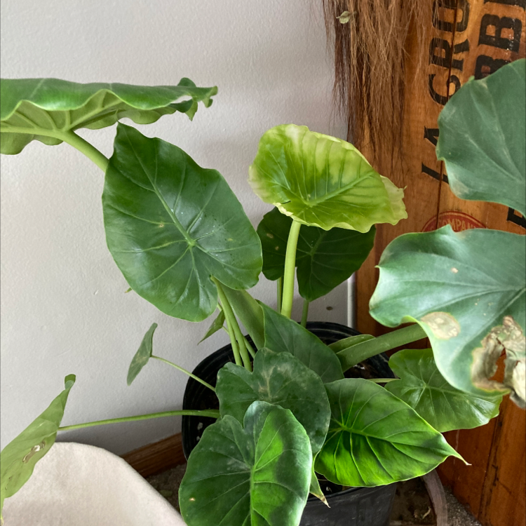 Giant Taro plant with some yellowing and browning leaves, potted indoors.