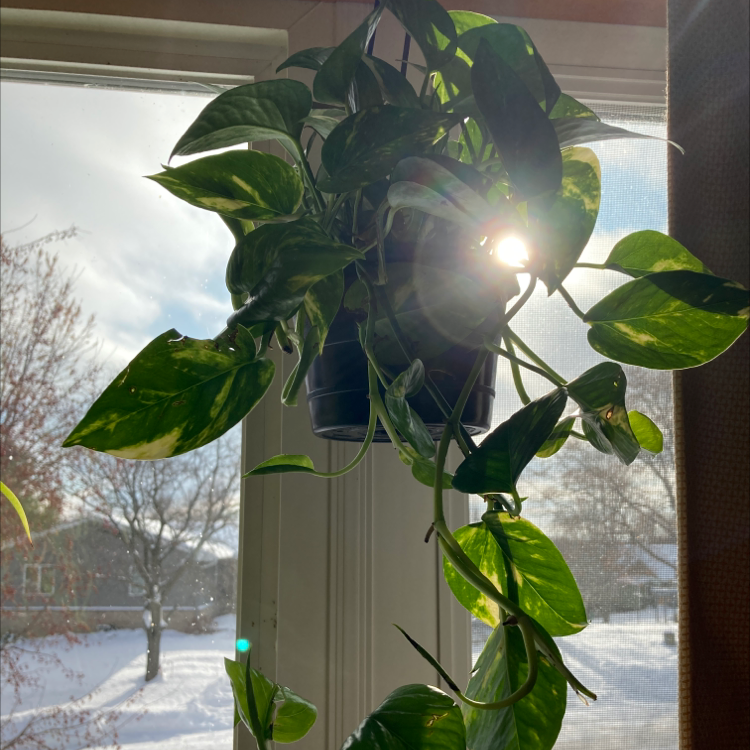 Jade Pothos plant photo by @rckohnen named Ed on Greg, the plant care app.