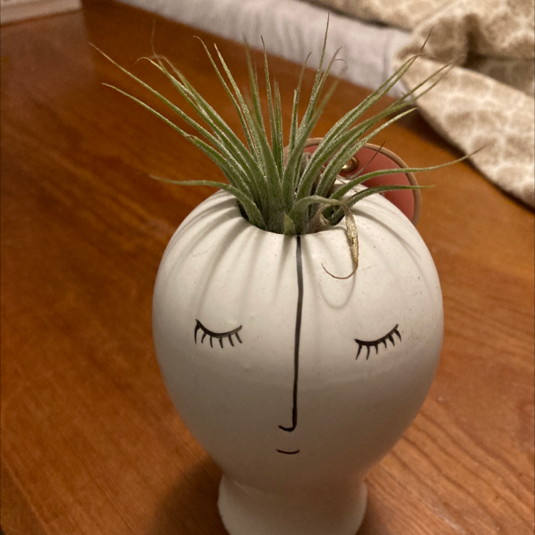 Medusa Head Air Plant in a decorative pot shaped like a head with closed eyes.