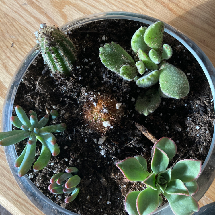 Potted arrangement of multiple succulent plants, including Bear's Paw, in good health.