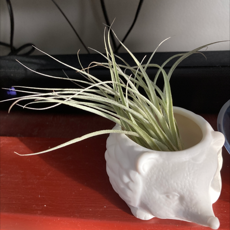 Medusa Head Air Plant in a white hedgehog-shaped container, healthy with green leaves.