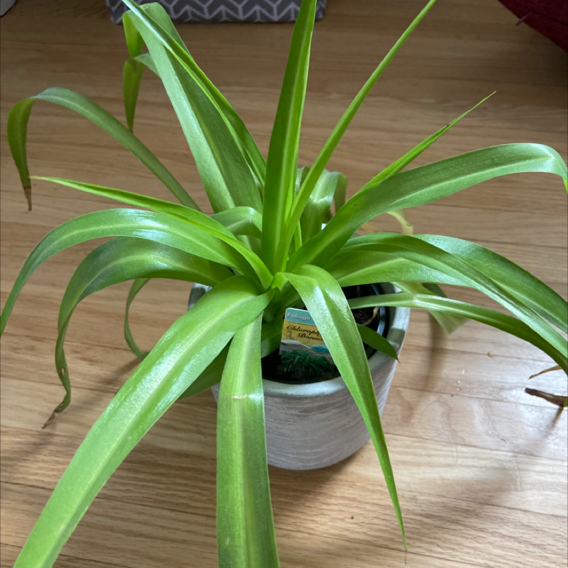 Healthy Curly Spider Plant in a pot on a wooden surface.