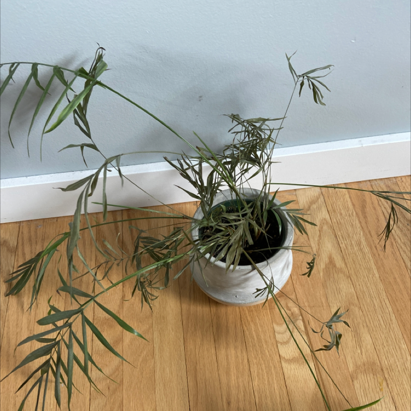 Parlour Palm plant photo by @pmeyler named Pammy on Greg, the plant care app.
