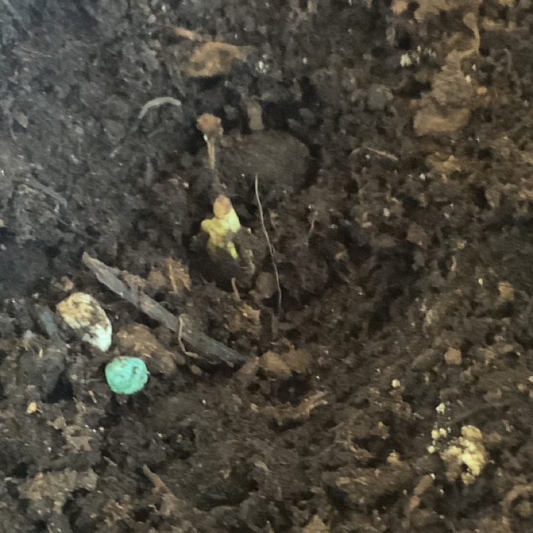 Marijuana plant photo by Alexis named Apple seed on Greg, the plant care app.