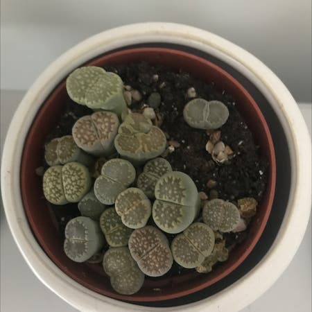 Photo of the plant species Albinica Living Stones by Hannah named Jackie on Greg, the plant care app