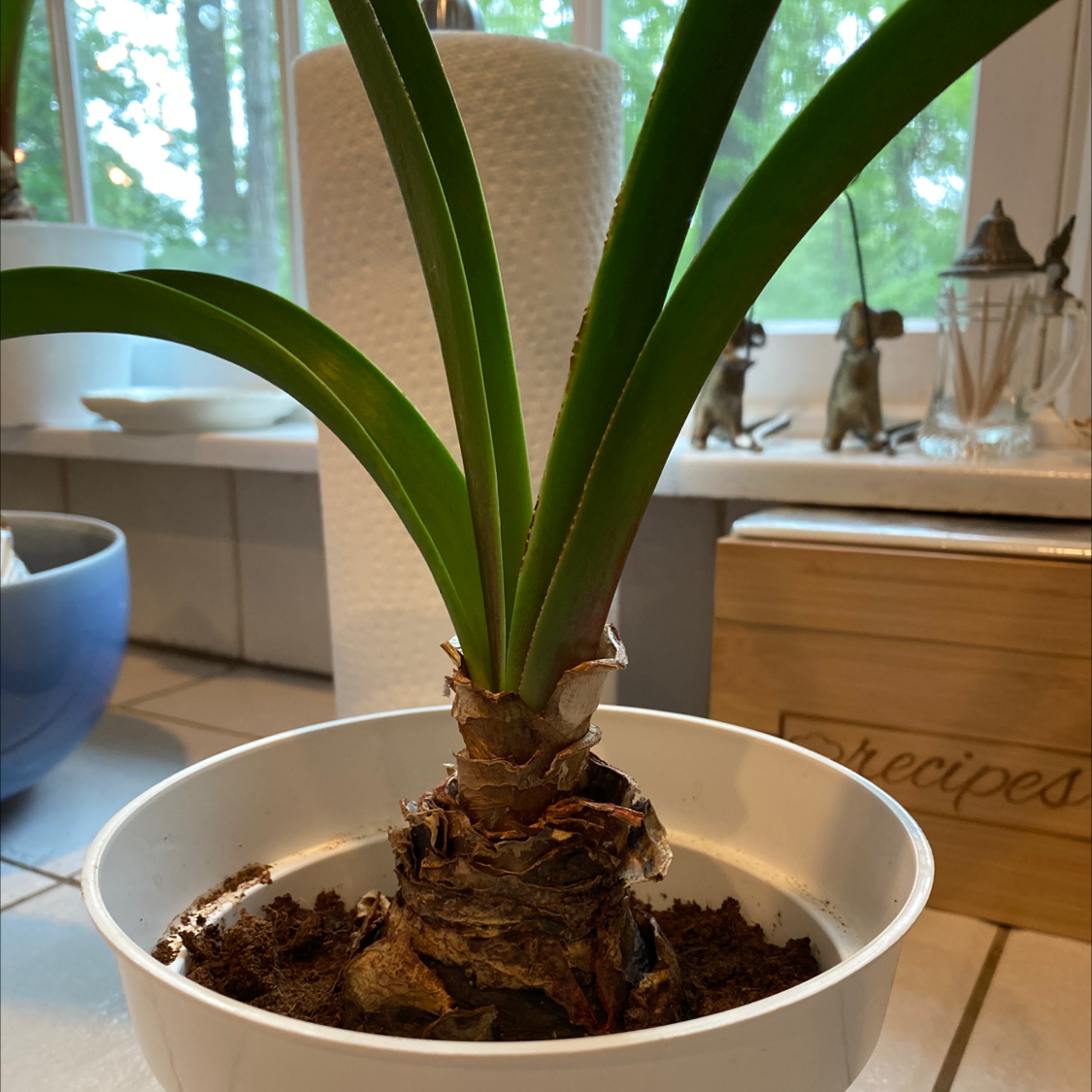 Potted Striped-Tubed Amaryllis plant with healthy green leaves on a kitchen counter.