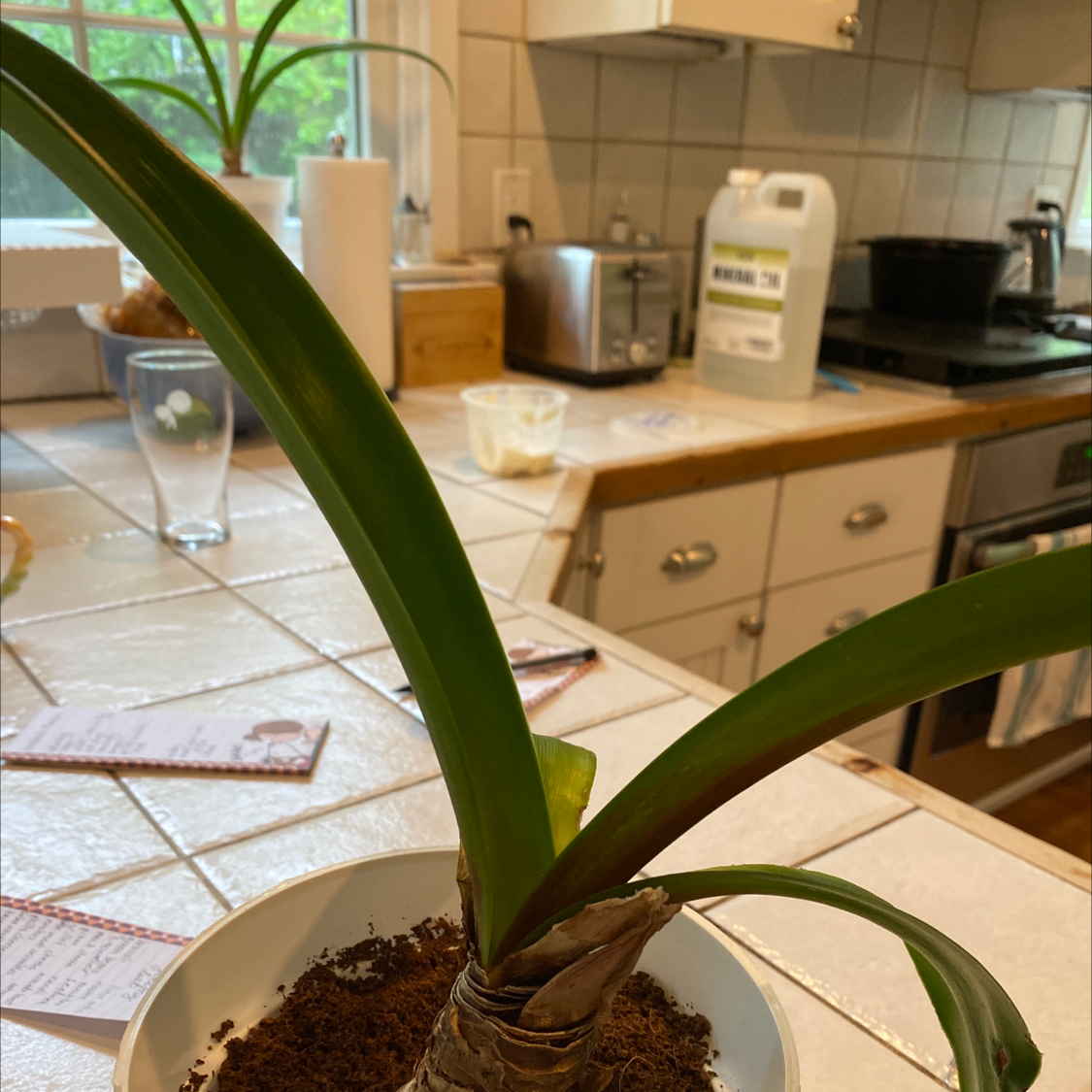 Striped-Tubed Amaryllis plant in a white pot on a kitchen counter.