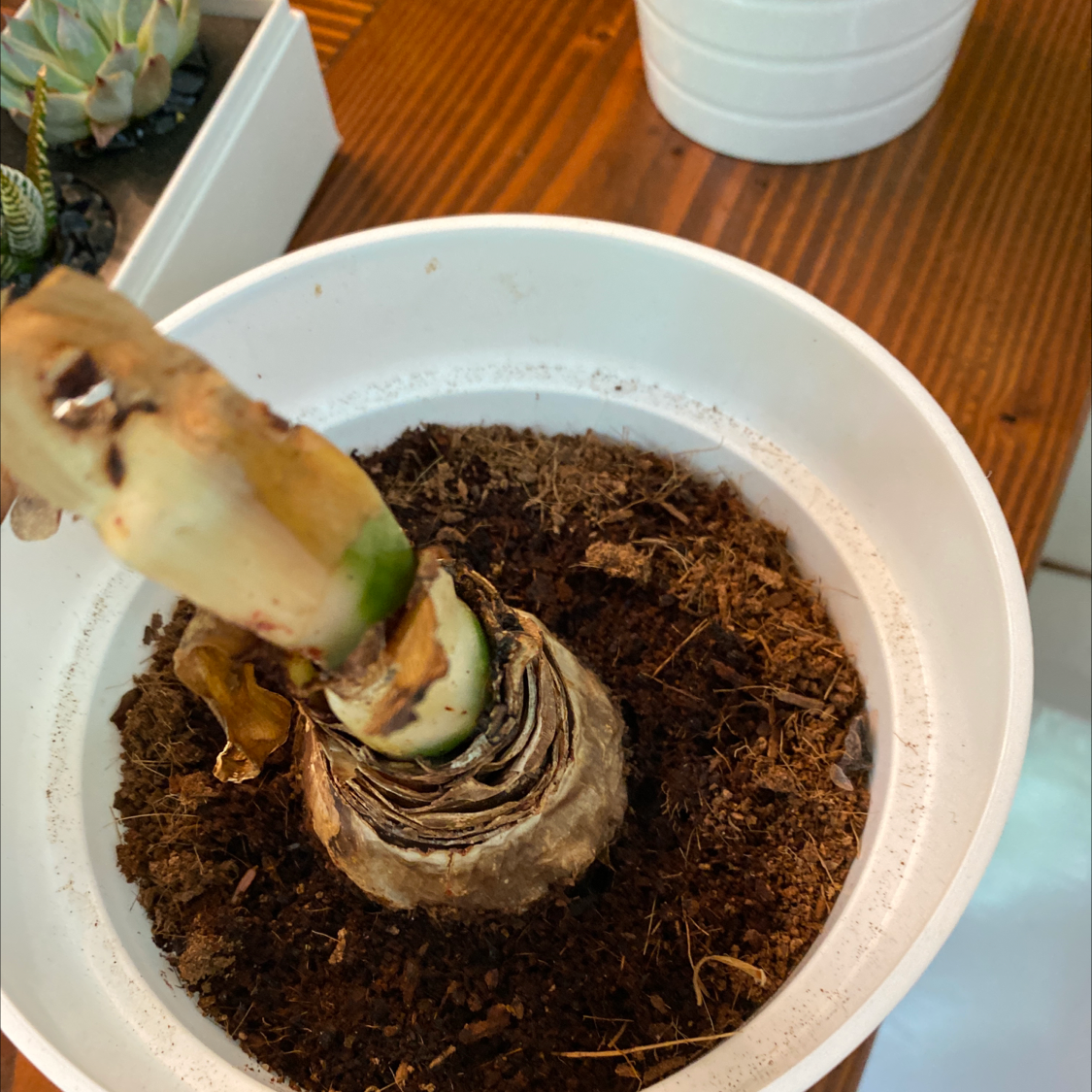 Potted Striped-Tubed Amaryllis with visible bulb and some leaf discoloration.