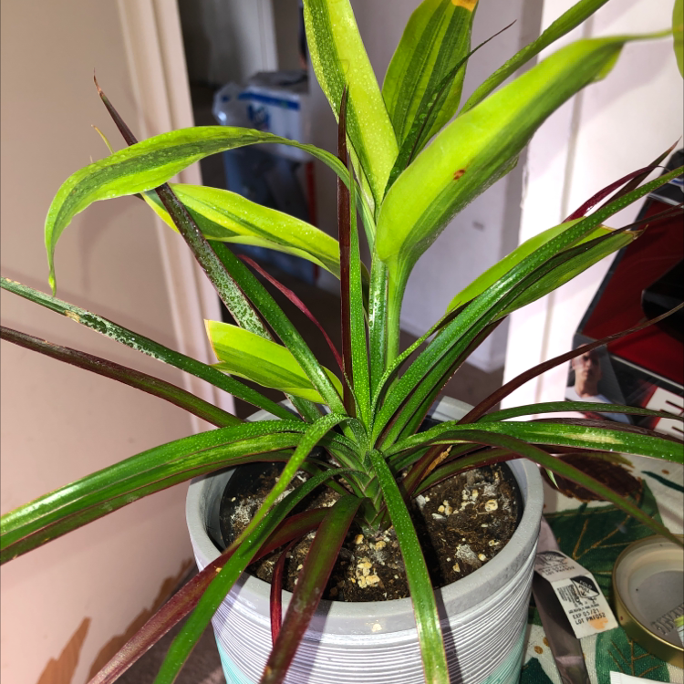 Healthy Song of India plant with vibrant green and yellow striped leaves in a silver container, soil visible.