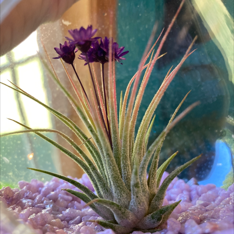 Blushing Bride Air Plant plant photo by @dumbbubbled named bae on Greg, the plant care app.