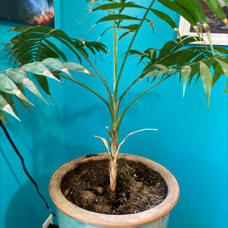 Parlour Palm plant photo by @dumbbubbled named Lester on Greg, the plant care app.