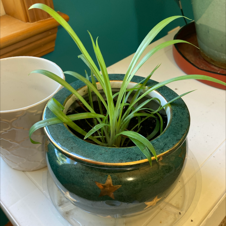Spider Plant plant photo by @dumbbubbled named Spidey on Greg, the plant care app.