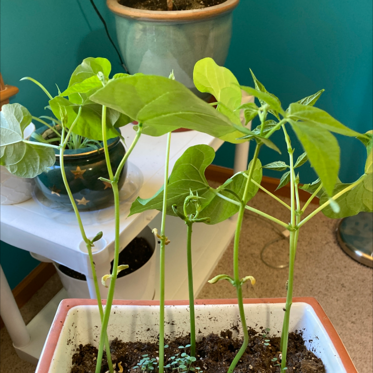 Photo of the plant species Common Bean by @dumbbubbled named George on Greg, the plant care app
