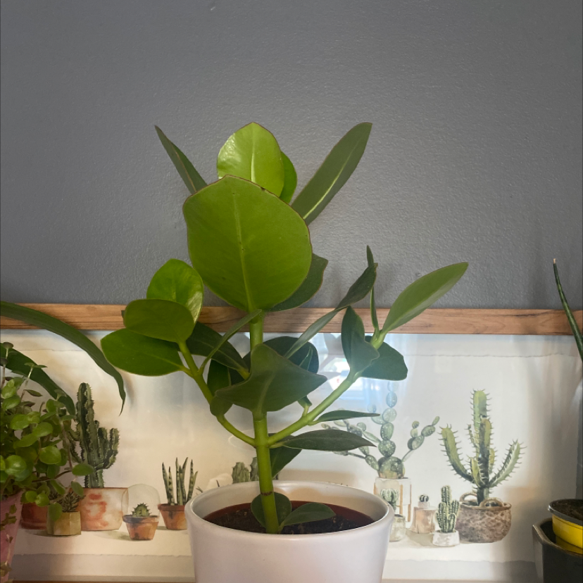 Healthy Autograph Tree in a white pot with green, glossy leaves.