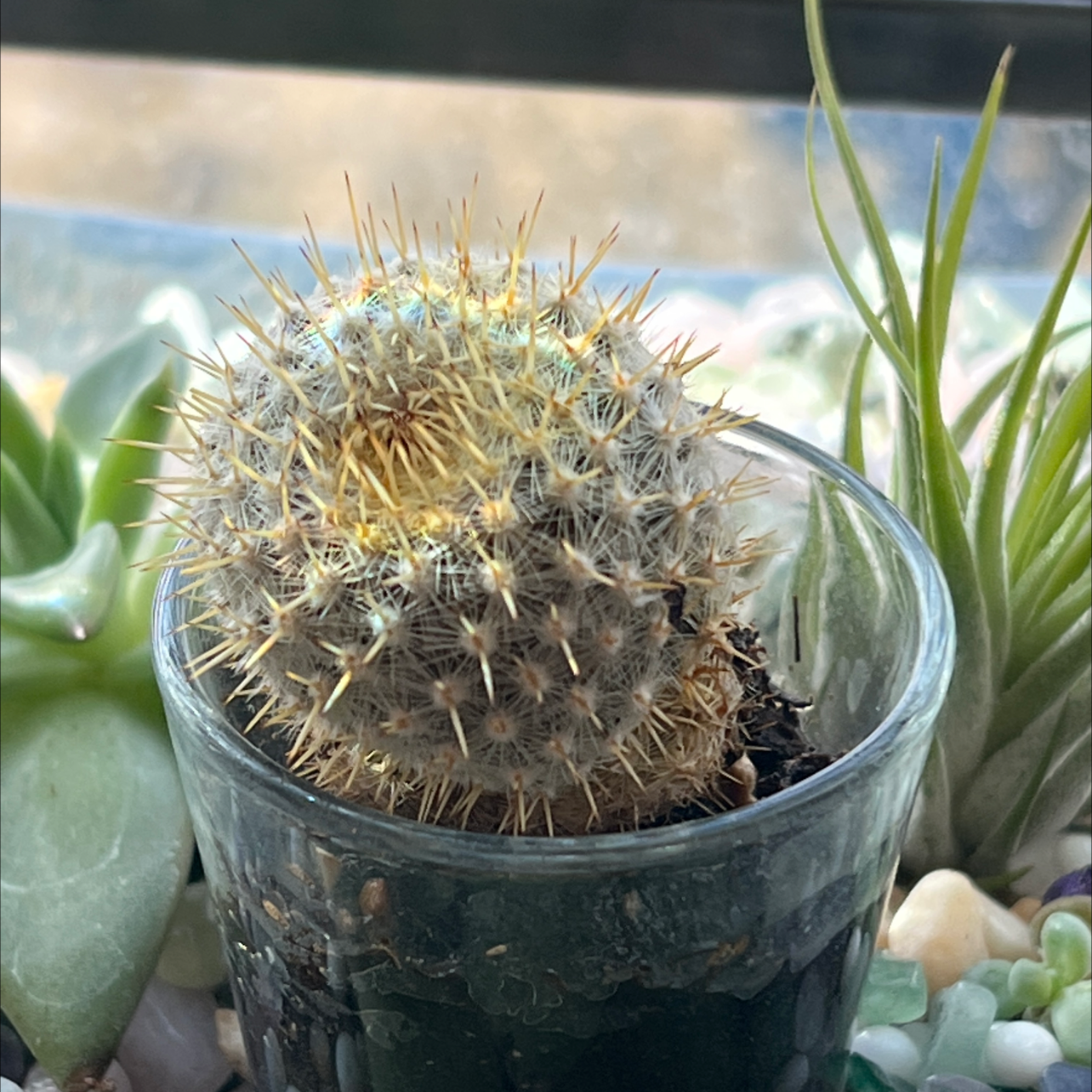 Spiny Pincushion Cactus in a glass container with other succulents.
