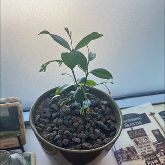 Ficus Ginseng plant in Seattle, Washington