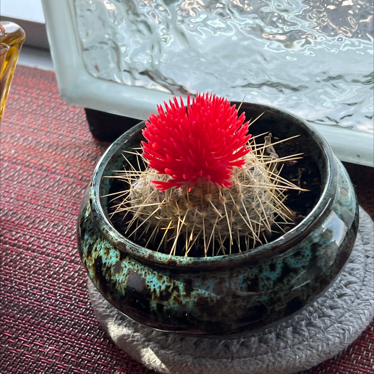 Spiny Pincushion Cactus in a decorative pot with vibrant red spines.