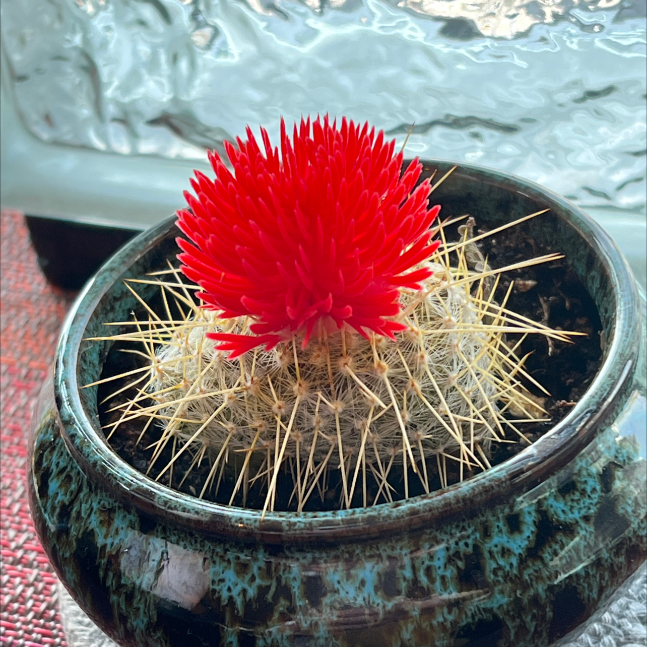 Spiny Pincushion Cactus in a pot with vibrant red flowers, healthy and well-framed.