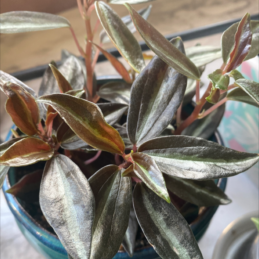 Radiator Plant in a blue pot with glossy leaves, well-framed and centered.