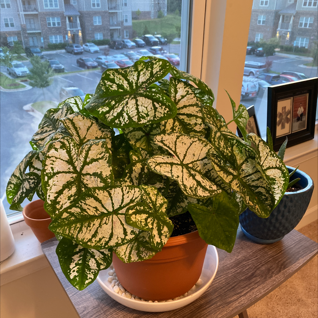 Caladium Gingerland plant photo by @daltonbatten named Clamydia on Greg, the plant care app.