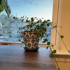 Vining Peperomia plant photo by @daltonbatten named Meredith on Greg, the plant care app.