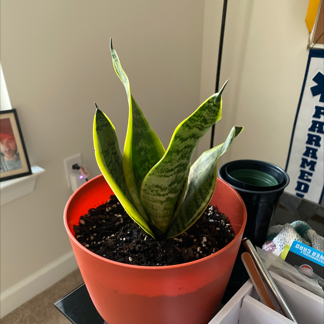 Snake Plant plant photo by @daltonbatten named Derek on Greg, the plant care app.