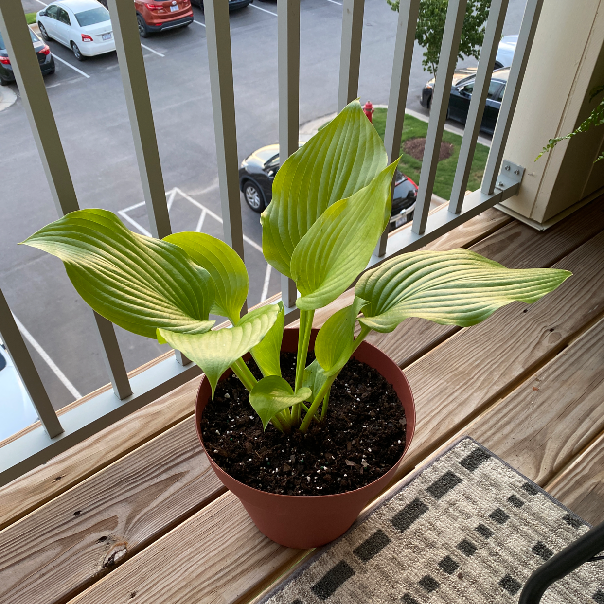 Photo of the plant species Hosta 'Sum and Substance' by @daltonbatten named Oliver on Greg, the plant care app