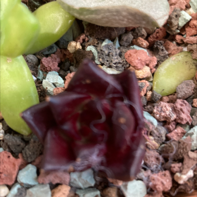 Photo of the plant species Echeveria agavoides 'Ruming' by Janet named Your plant on Greg, the plant care app