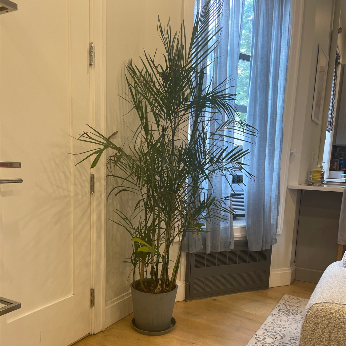 Indoor Bamboo Palm in a pot near a window with some yellowing leaves.