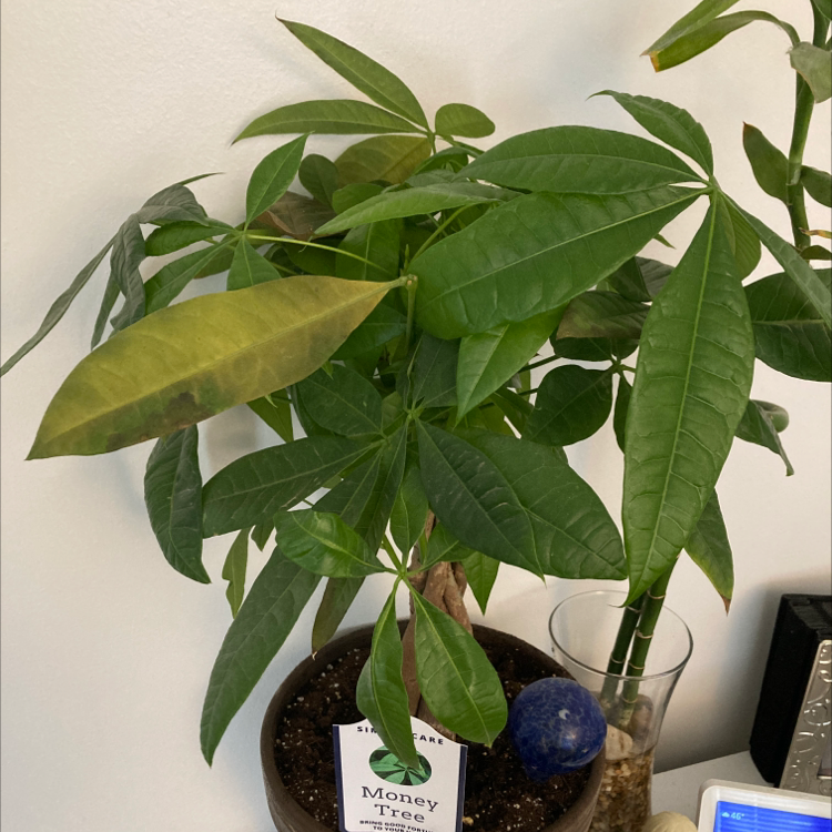 Money Tree plant photo by Blanca i  named Kobe on Greg, the plant care app.