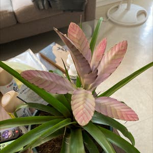 Pink Quill Plant plant photo by Blanca i  named Madonna on Greg, the plant care app.
