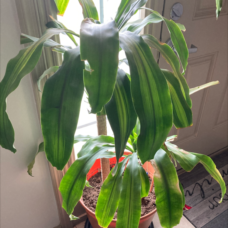 Cornstalk Dracaena plant photo by Blanca i  named Rihanna on Greg, the plant care app.