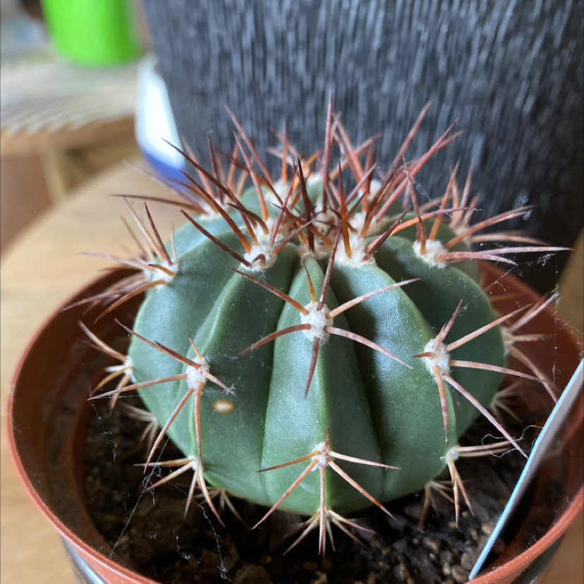 Photo of the plant species Melocactus conoideus by Пётр named Hedgehorb on Greg, the plant care app