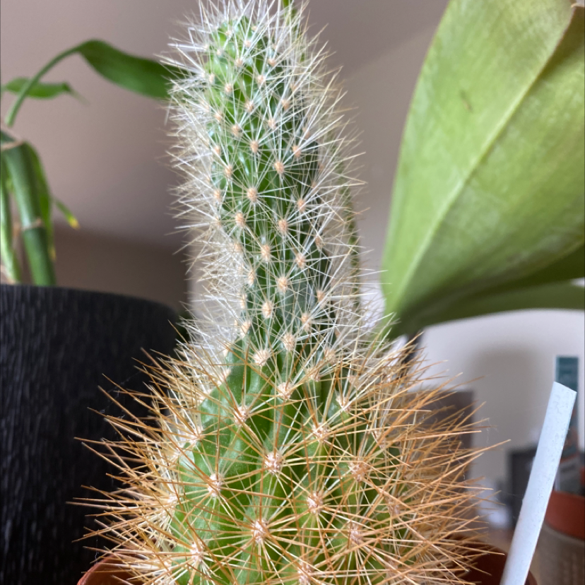 Photo of the plant species Matucana weberbaueri by Пётр named Freudian Fantasy on Greg, the plant care app
