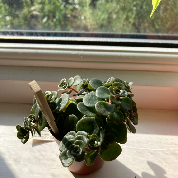 Photo of the plant species October Daphne by Zara named Plato on Greg, the plant care app