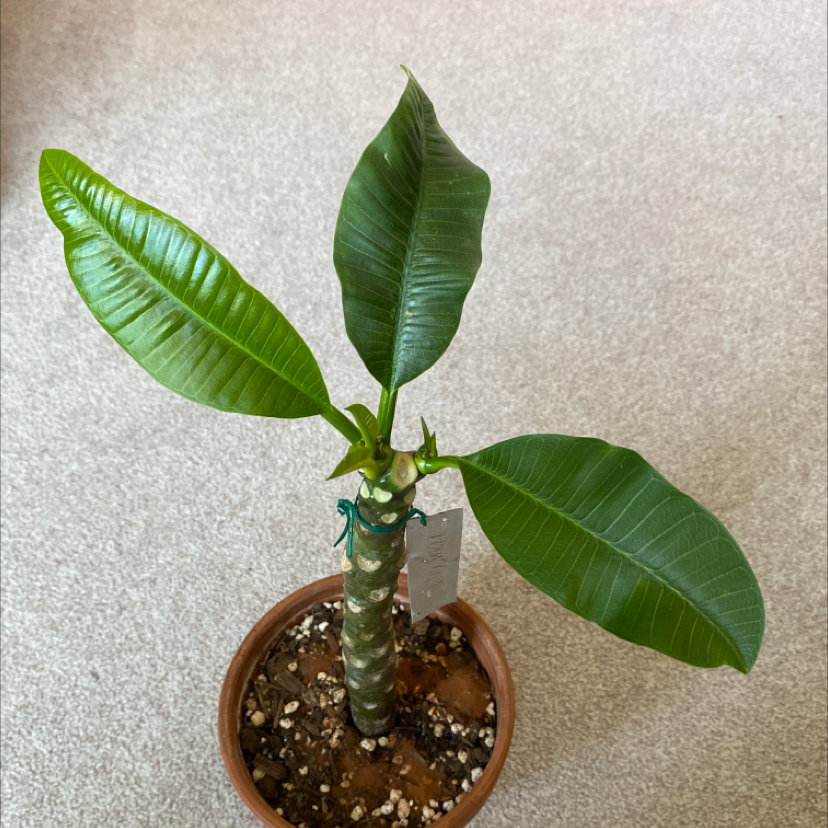 Potted Red Frangipani plant with three large green leaves and visible soil.