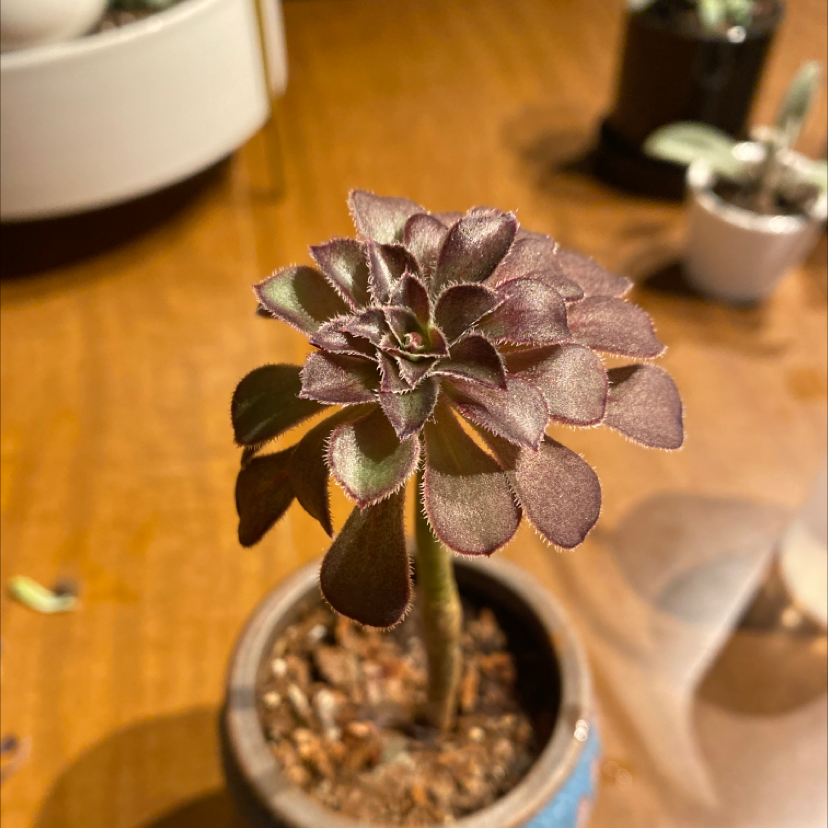 Tree Aeonium plant in a pot with visible soil, well-framed and in focus.