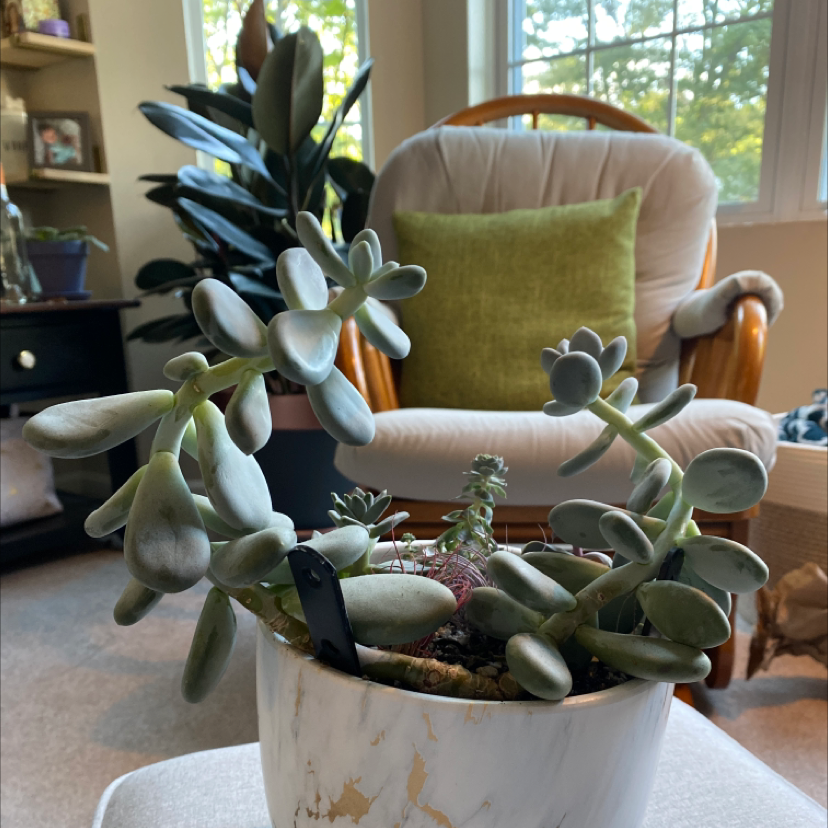 Potted Lavender Pebbles succulent indoors near a window, healthy with fleshy leaves.